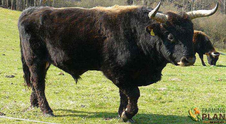 Heck Cattle: A Hardy Breed of Domestic Beef