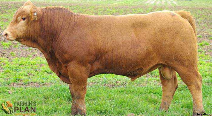 Gelbvieh Cattle: Origin of a Cattle Breed