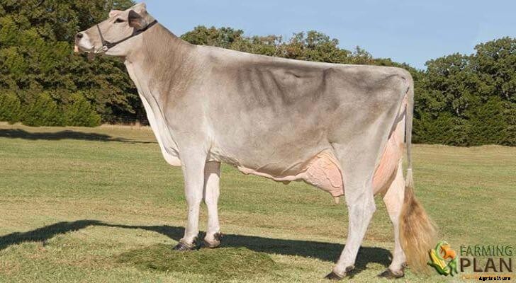 Brown Swiss Cow: Dairy Cow of the World