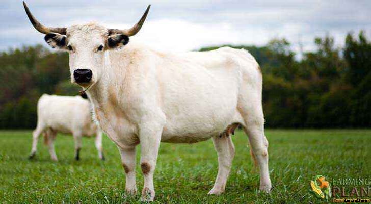 White Park Cattle: A Rare Breed