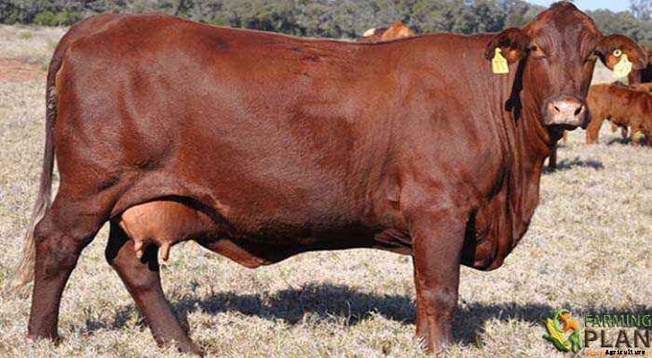 Santa Gertrudis Cattle: American Holstein Cow