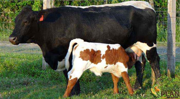 Pinzgauer Cattle: Beautiful Breed of Cattle
