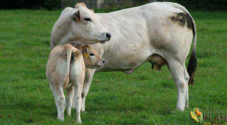 Piedmontese Cattle: Developed from Local Breeds