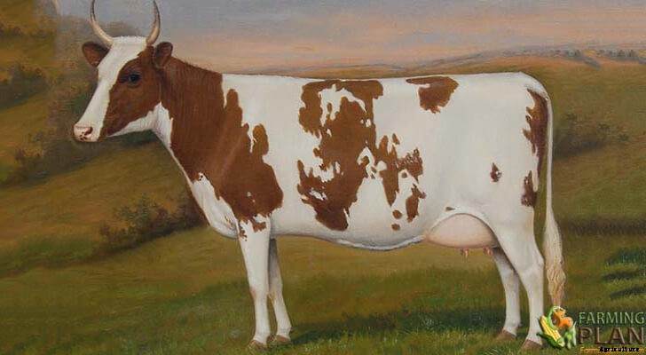 Ayrshire Cattle: The Perfect Dairy Breed