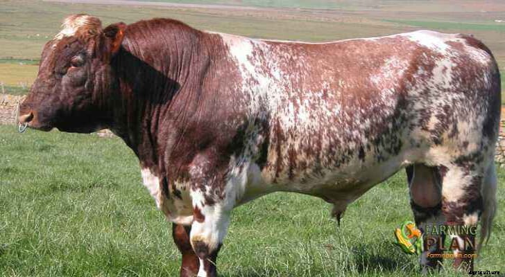 Shorthorn Cattle: A Brief History of Breed