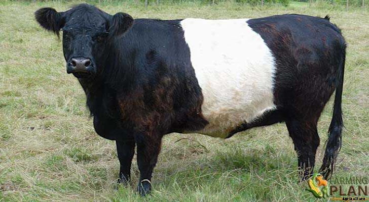 Galloway Cattle: A Breed of Long-Established Cattle