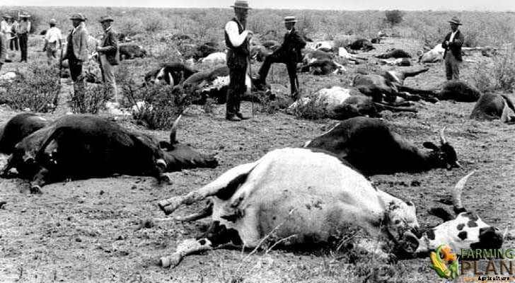 Rinderpest: Disease and Impact on Animals