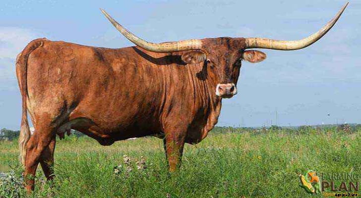 Texas Longhorn: Crazy Long Horns