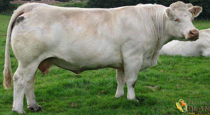 Charolais Cattle: A French Breed