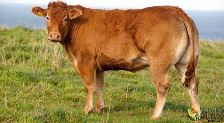 Limousin Cattle: Breed of French Cattle