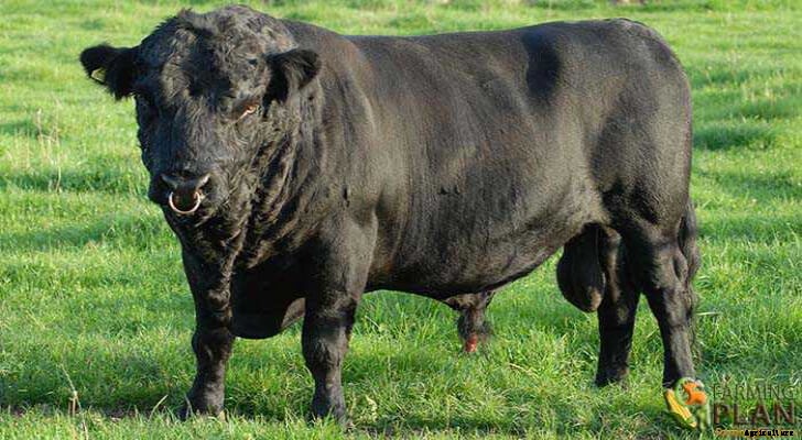 Dexter Cattle: Smallest of the European Breeds