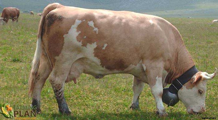 Simmental Cattle: A Breed of Dual-Purpose Cattle