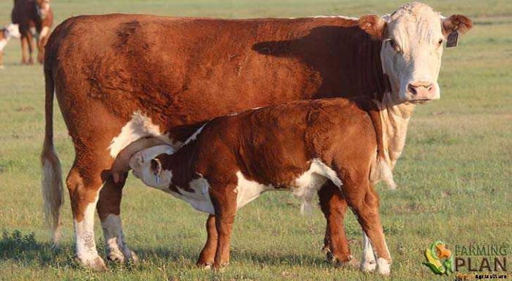Hereford Cattle: A British Beef Cattle Breed