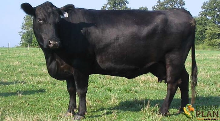 Angus Cattle: A Scottish Breed of Cattle
