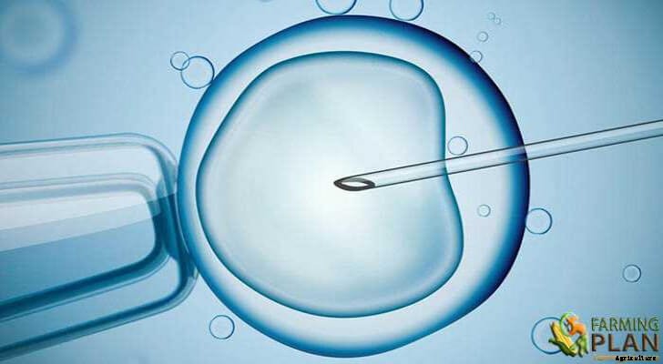 Artificial Insemination:  Pros and Cons of AI