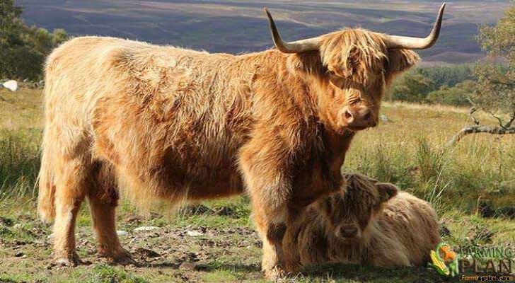 Highland Cattle: Hardy Breed with Long Horns