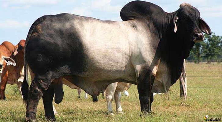Cattle Breeds: Multiple Purposes Cattle Breeds