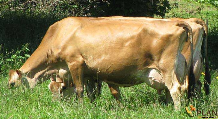 Jersey Cattle: Origins and History