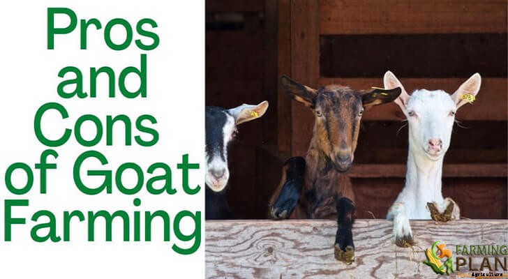 Pros and Cons of Goat Farming: Best Info