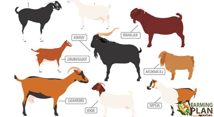 Top 10 Dairy Goat Breeds: Best for Milk