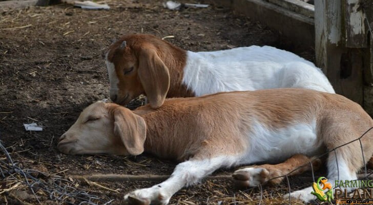 Goat Diseases: Different Goat Diseases and Symptoms