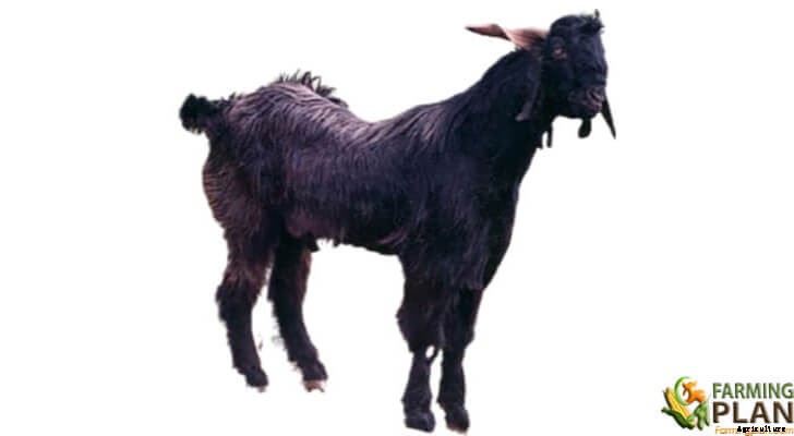 Gohilwadi Goat: A multi-purpose Goat Breed