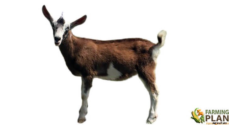 Sable Goats: Characteristics, Feeding, Breeding, and Uses