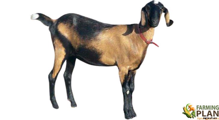 Nubian Goat: Characteristics, Feeding, Breeding & Uses
