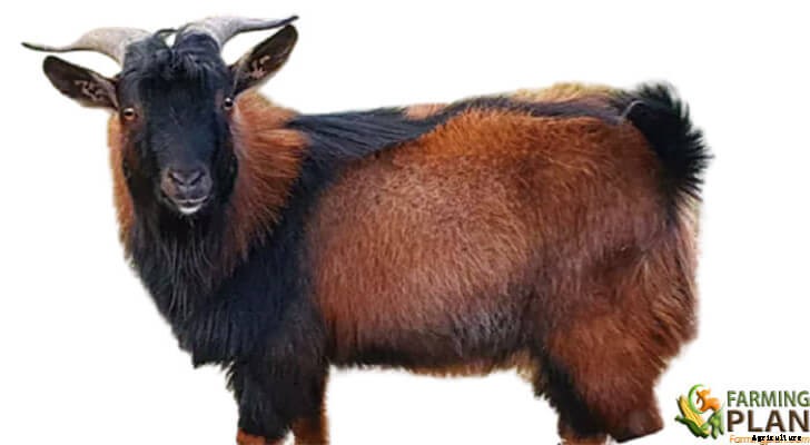 Rangeland Goat: Characteristics, Feeding, Breeding, and Uses