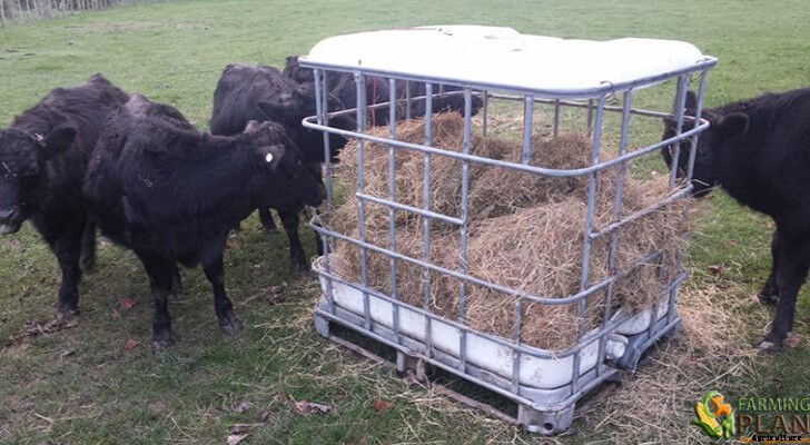 Goat Feeding Guide: How to Keep Goats Healthy