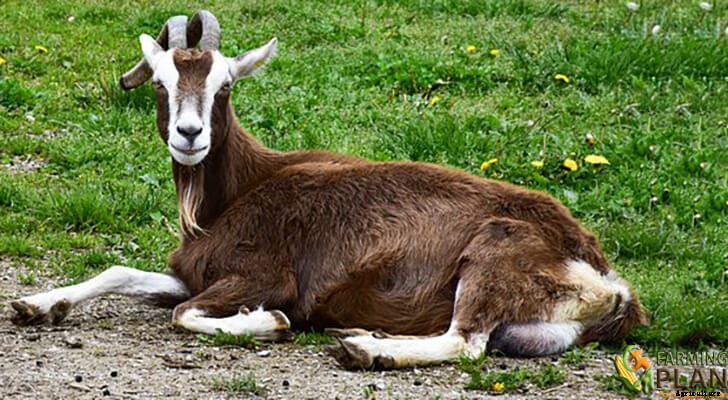 Thuringian Goat: A German Breed of Goats