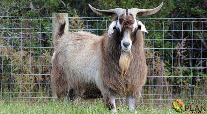 Kiko Goat: Beefier Dairy Goats