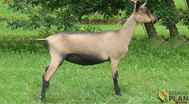 Oberhasli Goat: The New Breed of Dairy Goat