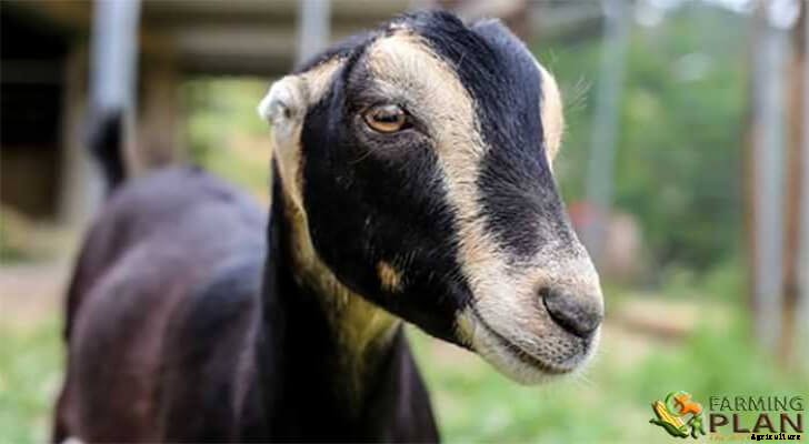 Lamancha Goat: A New Breed of Dairy Goat