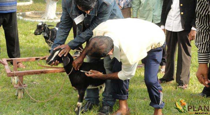 Vaccination and Deworming of Goats