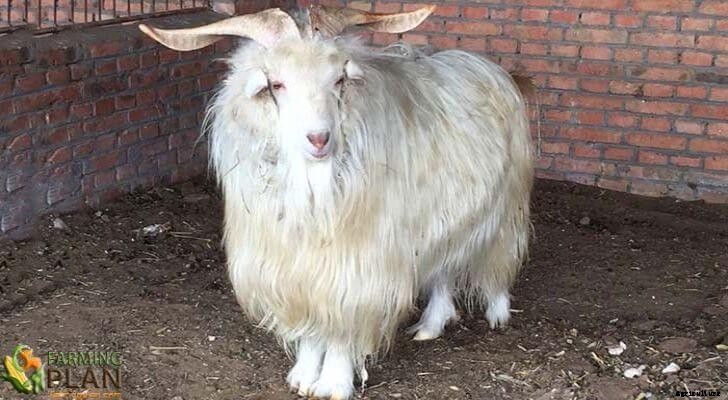 Cashmere Goat: That Produces the Best Wool