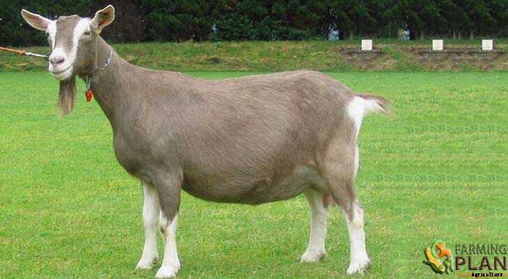 Toggenburg Goat: The Swiss Goat Breed