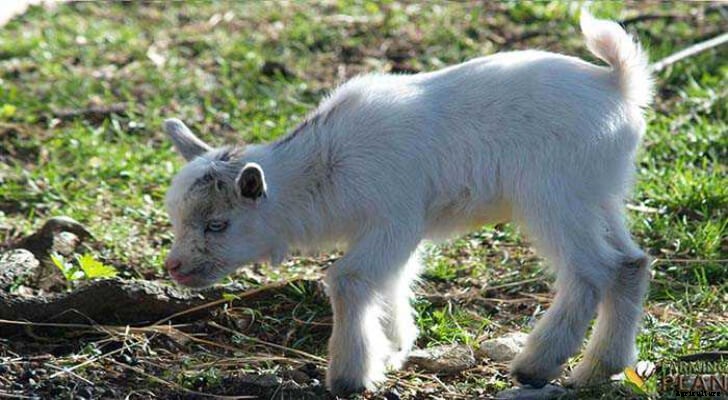 Fainting Goat: How to Care for Fainting Goat