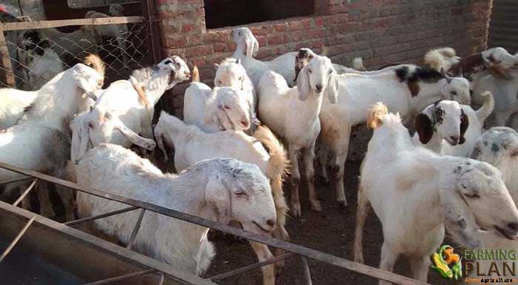 Goats Breed: An Overview of Domestic Goats