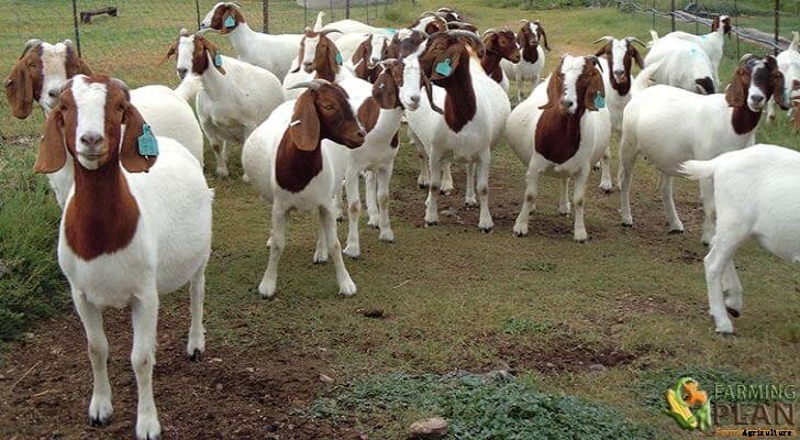 Boer Goat: A Breed of Meat Goats