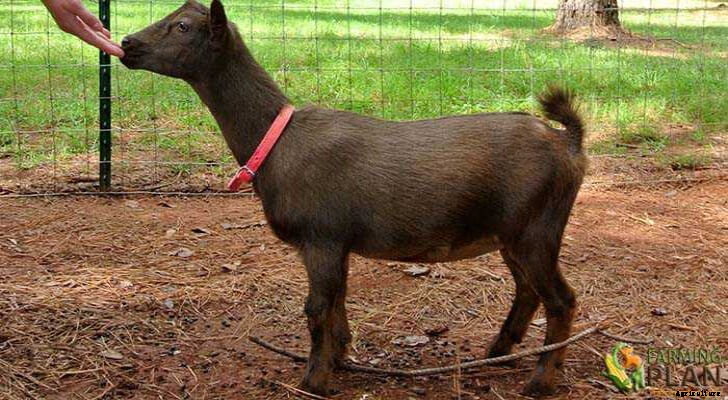 Nigerian Dwarf Goat: American Breed of Dwarf