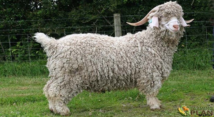 Angora Goat: Unique Mohair Breeds