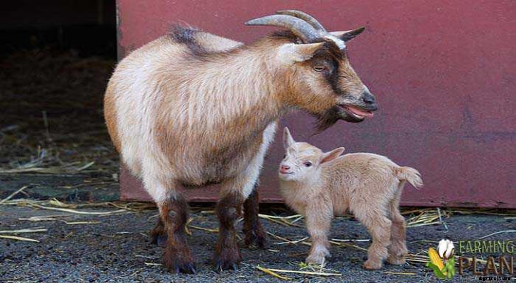 Pygmy Goat: Small, Compact and Stocky