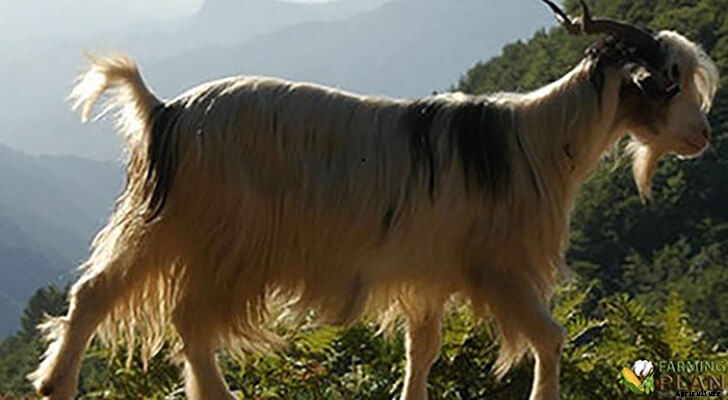 Aspromonte Goat: A Rare Animal Breed