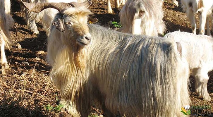 The Argentata dell’Etna: Native Italian Goat