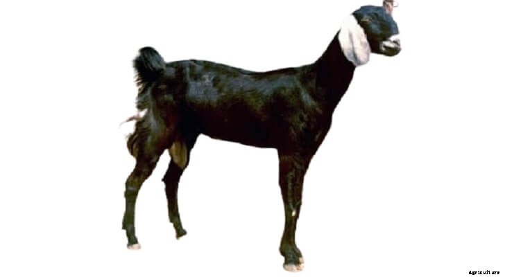 Jakhrana Goat: The Rajasthani Dairy Goats