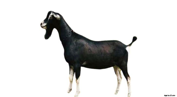 British Alpine Goat: Meat, Milk & Markings