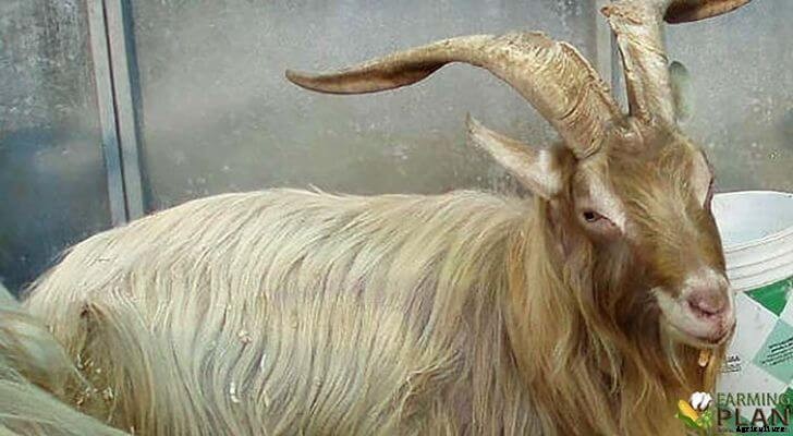 Bionda dell’Adamello Goat: History and Origins