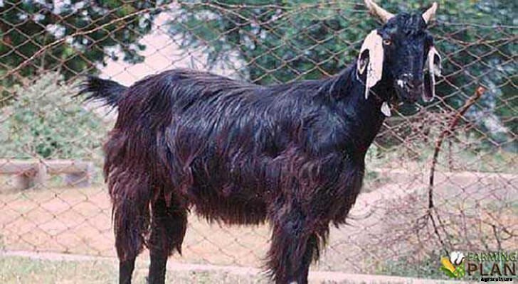Mehsana Goat: The Unique Species from Gujarat