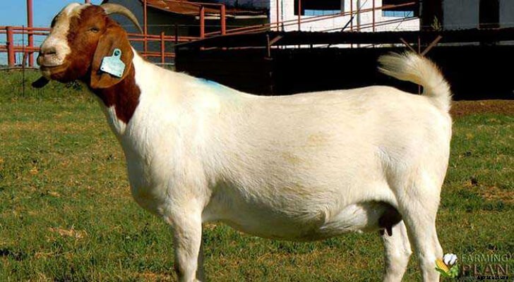 Khari Goat: An Important Meat Goat Breeds